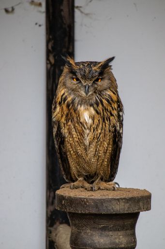 A vertical shot of a fierce-looking owl in captivity