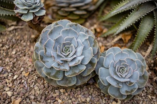 A closeup of Echeveria lilacina flowers on a ground covered with tiny decorative rocks