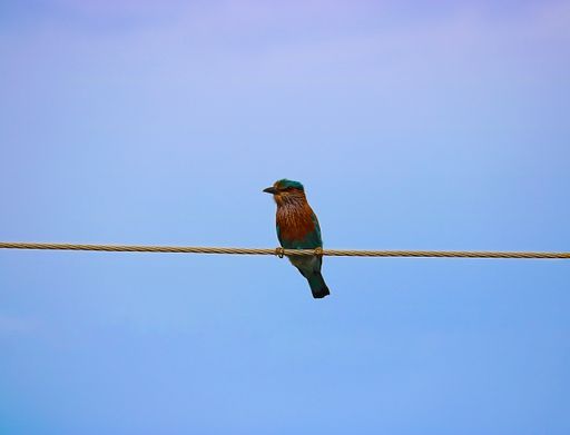 A closeup of a Bengal squirrel bird perched on a rope against a blue cloudless background