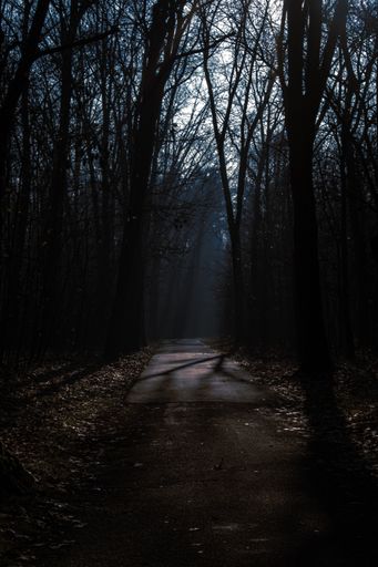 A vertical of a pathway between trees with bare branches in a dark forest