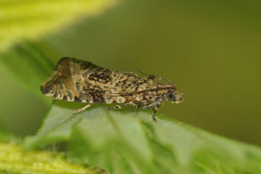 Closeup on a small Common marble moth, Celypha lacunan sitting on a green leaf