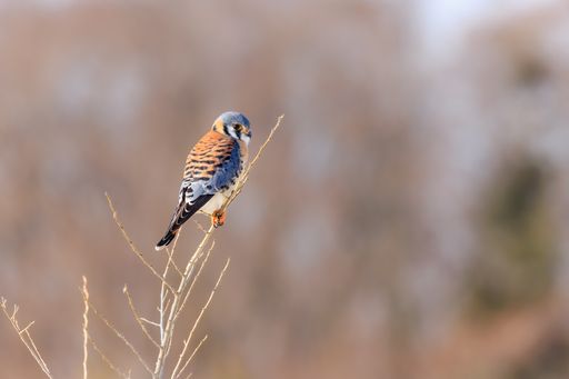 A closeup shot of an American kestrel, also called the sparrow hawk perched on a twig