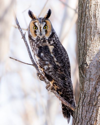 A portrait of a majestic owl perched on a branch of a tree staring into the camera