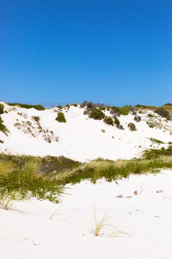 Coastal dune landscape with Fynbos and wild grasses of Fish Hoek, Cape Town South Africa