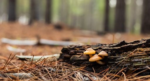 A selective focus shot of mushrooms growing on an old log in a forest