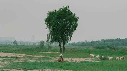 The sheep grazing in the field