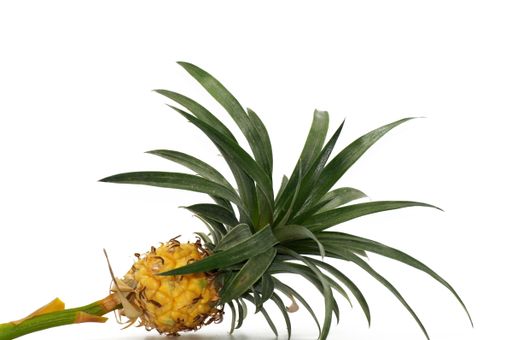 A ripe pineapple plant isolated on a white background