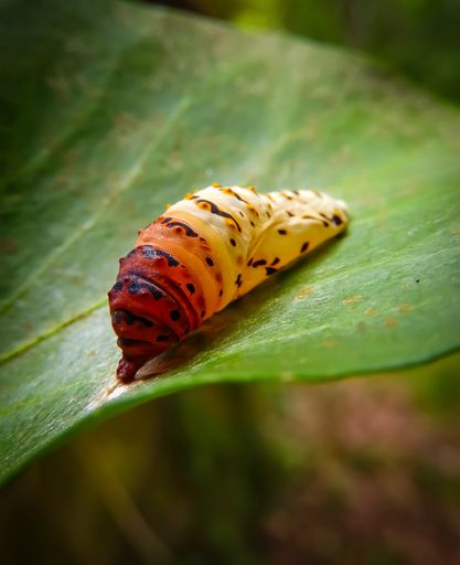 A closeup shot of Colorful caterpillar on a leaf