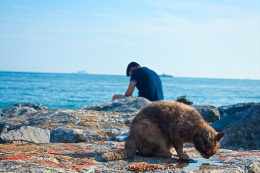 A cute cat drinking water, and a person sitting behind it on the rocks near the sea