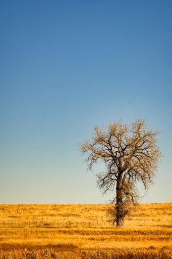 A vertical shot of a single tree on a brown valley under a blue sky