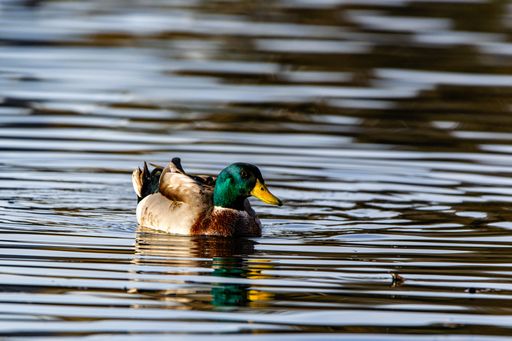 A shallow focus of a colorful wild duck with a green head swimming in the clear water
