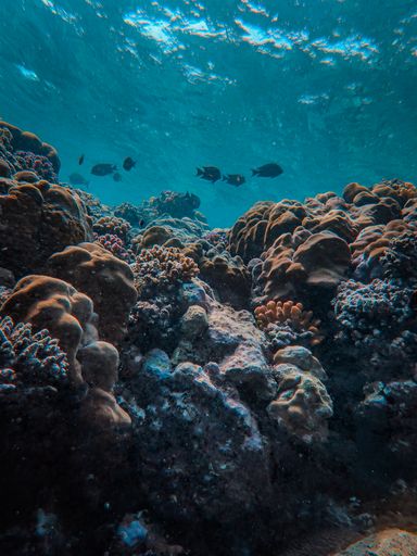 A vertical shot of corals and fishes under the water