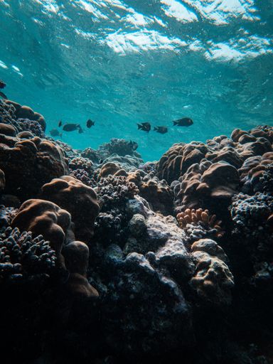 A vertical shot of corals and fishes under the water