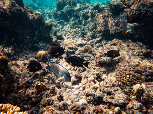 An underwater shot of colorful fishes and corals