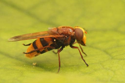 Closeup on a large hornet mimic hoverfly Volucella zonaria, sitting on a green leaf in the garden