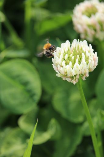 A vertical shot of a bee sitting on a white flower