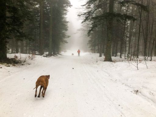 A beautiful shot of a man with his dogs in a forest during snowy and foggy weather