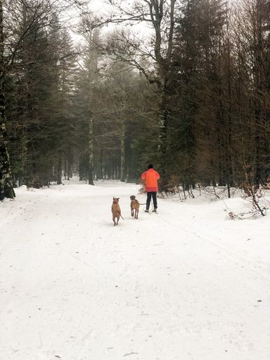 A beautiful shot of a man with his dogs in a forest during snowy and foggy weather