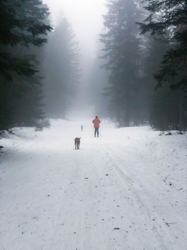 A beautiful shot of a man with his dogs in a forest during snowy and foggy weather