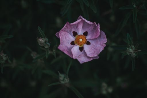 Beautiful purple flower with orange stamens