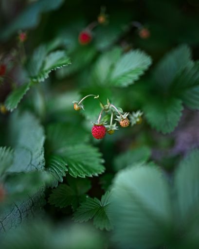 A selective focus shot of callow raspberry sprouts on the raspberry bush
