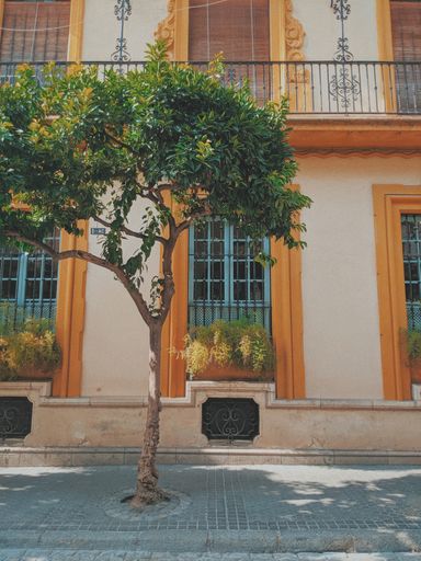 A vertical shot of a tree behind a building during daytime