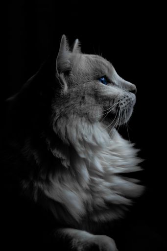 A vertical shot of a grey cat with blue eyes in the dark