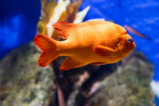 A selective focus of orange garibaldi fish (Hypsypops rubicundus) swimming in the aquarium