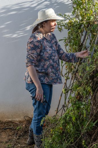 young girl with hat working in her home organic garden on a sunny day cutting the dry branches with scissors