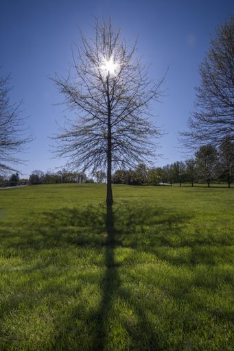 A vertical shot of trees and landscapes in Middle Missouri under a cloudy sky