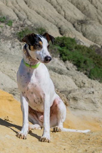 A fox terrier and pointer cross mix breed dog, with hazel eyes, near blue clay slopes and limestone, in Gozo countryside, Maltese Islands.