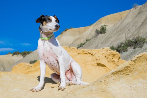 A fox terrier and pointer cross mix breed dog, with hazel eyes, near blue clay slopes and limestone, in Gozo countryside, Maltese Islands.