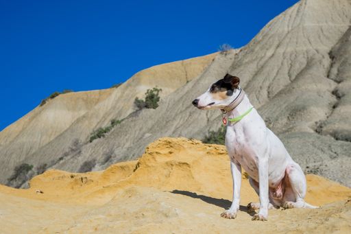 A fox terrier and pointer cross mix breed dog, with hazel eyes, near blue clay slopes and limestone, in Gozo countryside, Maltese Islands.