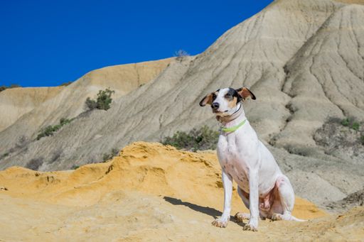 A fox terrier and pointer cross mix breed dog, with hazel eyes, near blue clay slopes and limestone, in Gozo countryside, Maltese Islands.