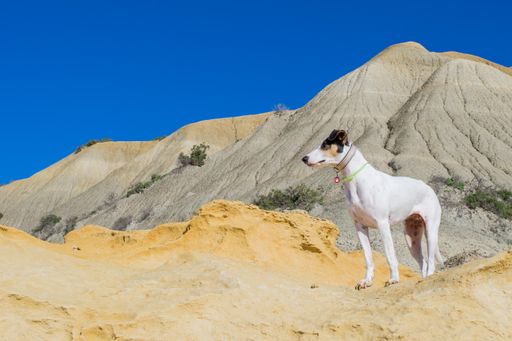 A fox terrier and pointer cross mix breed dog, with hazel eyes, near blue clay slopes and limestone, in Gozo countryside, Maltese Islands.