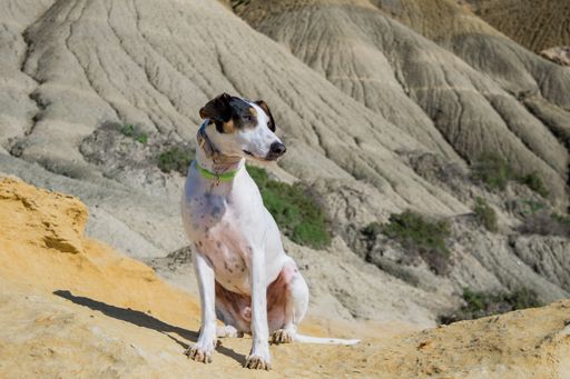 A fox terrier and pointer cross mix breed dog, with hazel eyes, near blue clay slopes and limestone, in Gozo countryside, Maltese Islands.