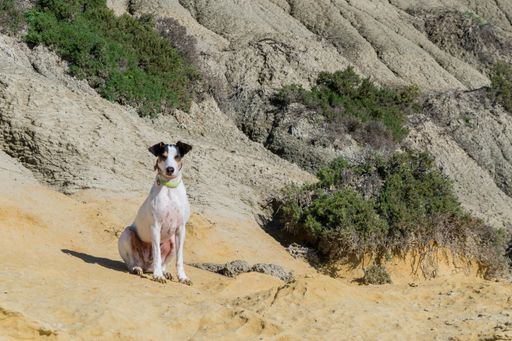 A fox terrier and pointer cross mix breed dog, with hazel eyes, near blue clay slopes and limestone, in Gozo countryside, Maltese Islands.