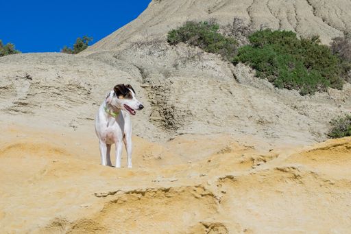 A fox terrier and pointer cross mix breed dog, with hazel eyes, near blue clay slopes and limestone, in Gozo countryside, Maltese Islands.