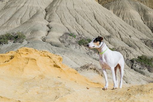 A fox terrier and pointer cross mix breed dog, with hazel eyes, near blue clay slopes and limestone, in Gozo countryside, Maltese Islands.