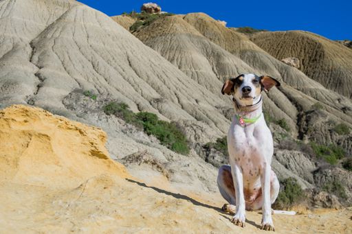 A fox terrier and pointer cross mix breed dog, with hazel eyes, near blue clay slopes and limestone, in Gozo countryside, Maltese Islands.