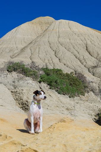 A fox terrier and pointer cross mix breed dog, with hazel eyes, near blue clay slopes and limestone, in Gozo countryside, Maltese Islands.