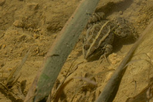 Levant Water Frog or Bedriaga's Frog, Pelophylax bedriagae, resting on mud in small fresh water pool in Gozo, Malta. Alien species in Maltese Islands.