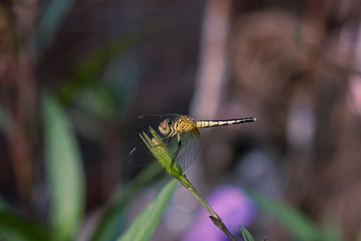 A selective focus shot of a cute dragonfly on a plant