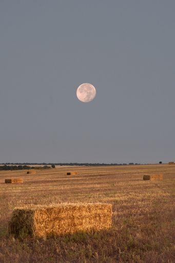 Crescent moon over a meadow at sunrise