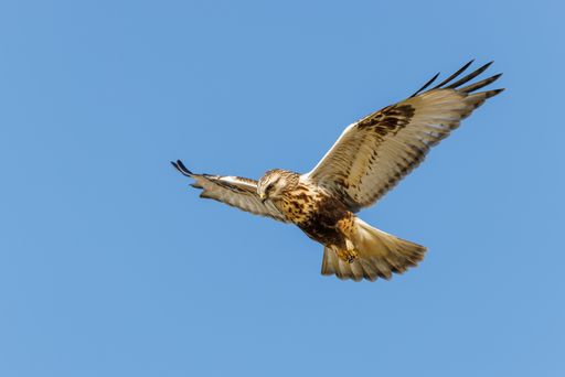 A rough-legged hawk soaring in the blue sky, Toronto, Canada