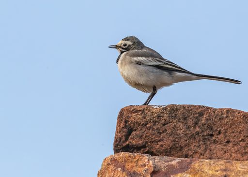 A profile shot of a white wagtail basking early morning while sitting on a brick