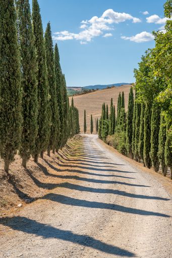An empty road surrounded by trees under a blue cloudy sky on a sunny day in Tuscany, Italy