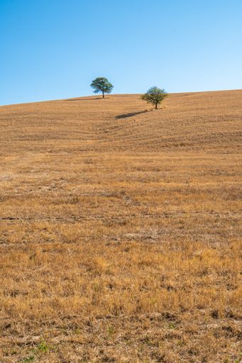 A steppe with small trees under a blue sky on a sunny day in Tuscany, Italy