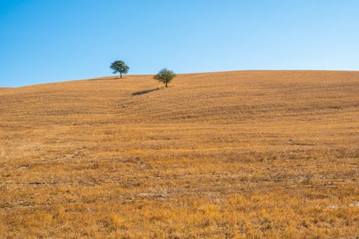 A steppe with small trees under a blue sky on a sunny day in Tuscany, Italy
