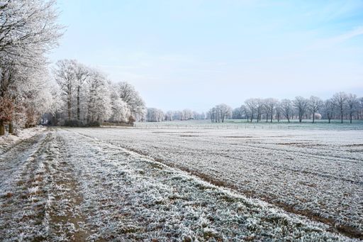 The blue sky over the snowy and frozen field with bare leafless trees in winter